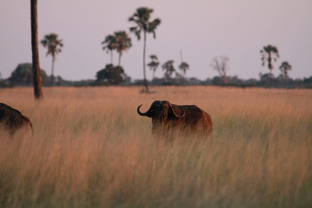 The Hide Safari Camp Hotel Dete Екстериор снимка