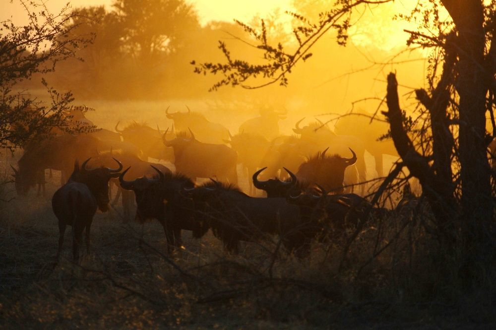 The Hide Safari Camp Hotel Dete Екстериор снимка